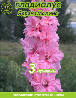 Гладиолус Луковица, Ядрена Малина, 3 шт