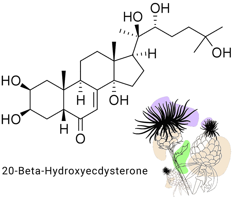 Экдистерон на главной