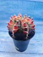 Gymnocalycium Variegata (Гимнокалициум Вариегатный)