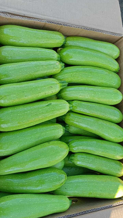 Кабачок Даша F1 5шт Мировые Семена VITA GREEN