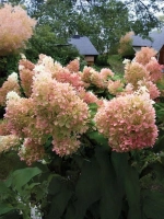 Гортензия метельчатая Фантом