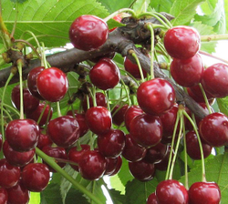 Вишня Тургеневка