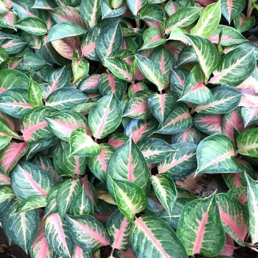 Аглаонема PINK LOOKBAY