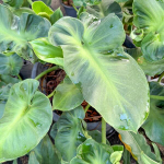 Филодендрон ROGUSUM ABERRANT FORM