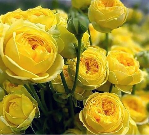 Роза спрей Желтый Бомбастик