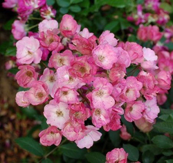 Роза Алден Бисен С7 Закупка М57 июнь 2026