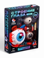 Макет Строения глаза