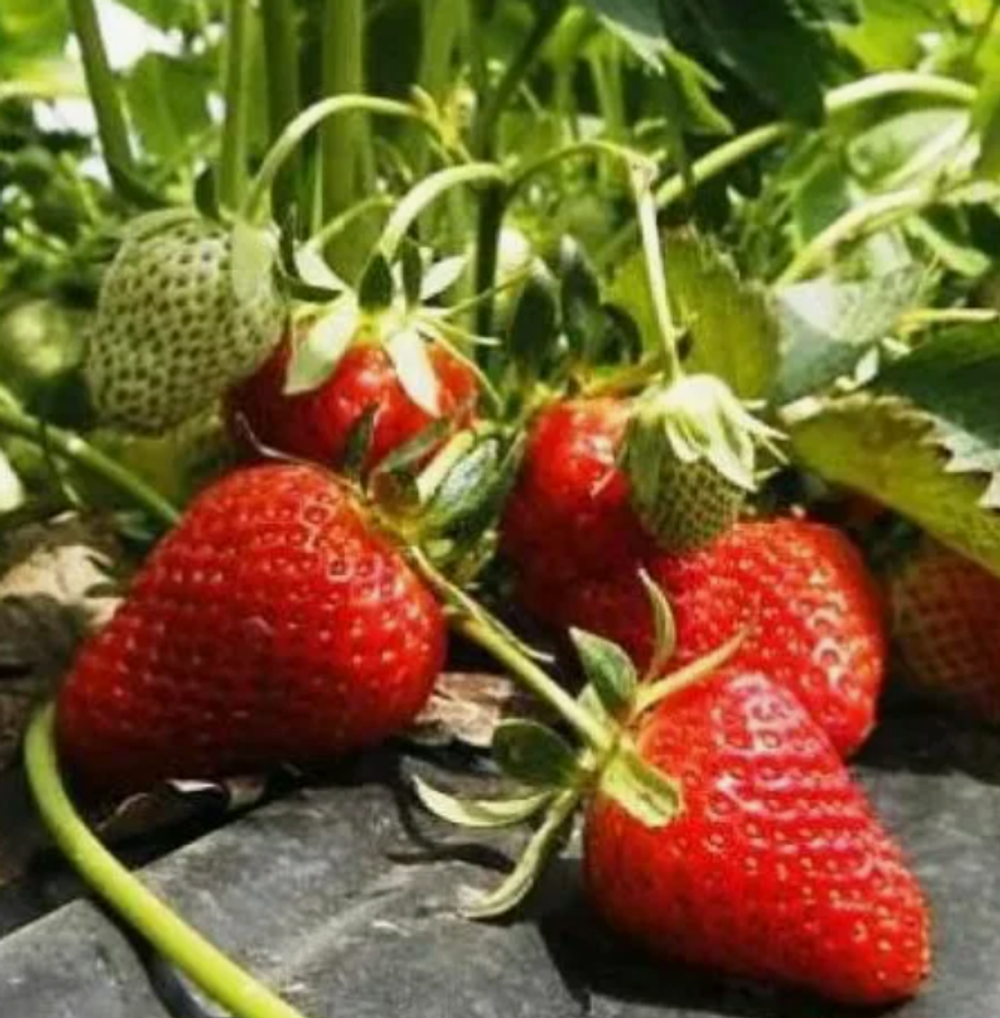 Клубника Золушка рассада меристема