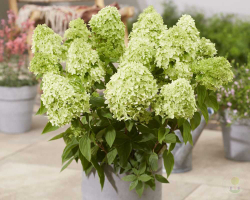 Гортензия метельчатая Гарденлайт Гринлайт (3/4 ветки) Закупка М59 апрель 2026
