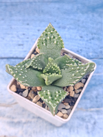 Faucaria Tuberculosa (Фаукария)
