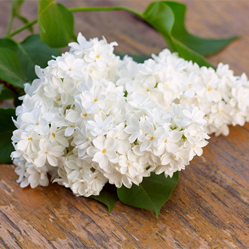 Купить Сирень белая от 3шт