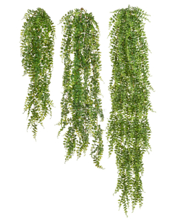 Папоротник Лесной ампельный