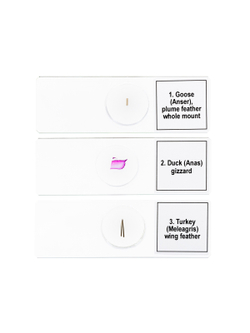 Набор микропрепаратов Levenhuk Discovery Prof DPS 5. «Птицы»