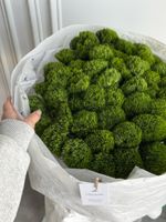 Моно букет из диантусов сорта Грин трик 51 шт