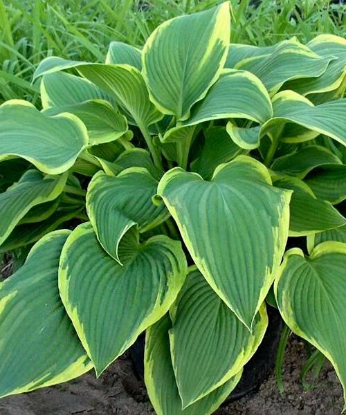 Йелоу Ривер  /  Желтая река / Yellow River хоста