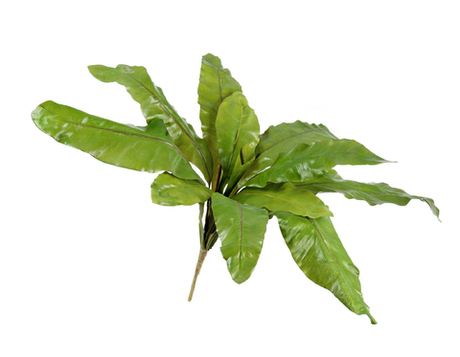 Асплениум Натуральный большой 35 см