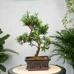 Бонсай Подокарпус 40см