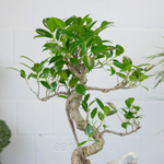Бонсай Фикус 45см со скалой