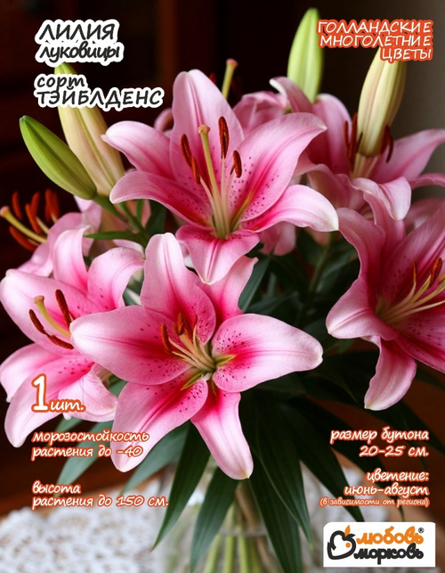 Лилия Луковица, Тэйблденс, 1шт