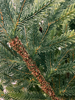 Ель TreeDeLuxe Королевская 100% литая 260см зеленая