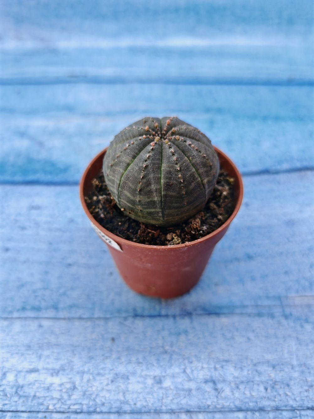 Euphorbia Obesa (Эуфорбия)