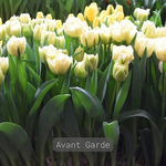 ЛУКОВИЦЫ ТЮЛЬПАН МАХРОВЫЙ АВАНТ ГАРД/AVANT GARDE 12/14, DARIT 5 ШТ/УП