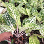 Аглаонема LAK SAB THONG