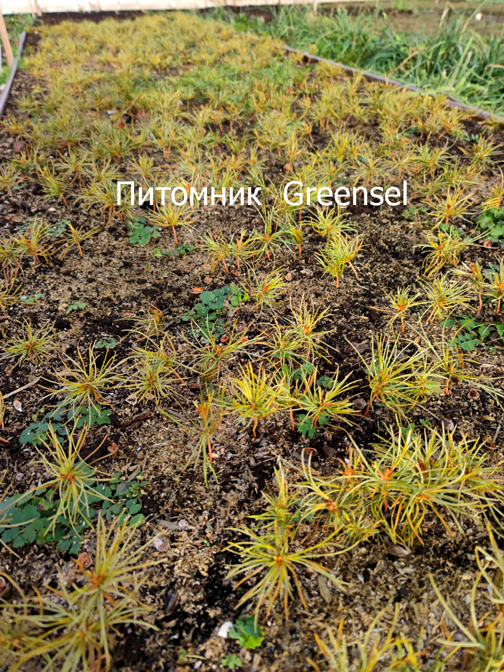 Кедр корейский. Однолетние сеянцы. Оптом от 100 штук.