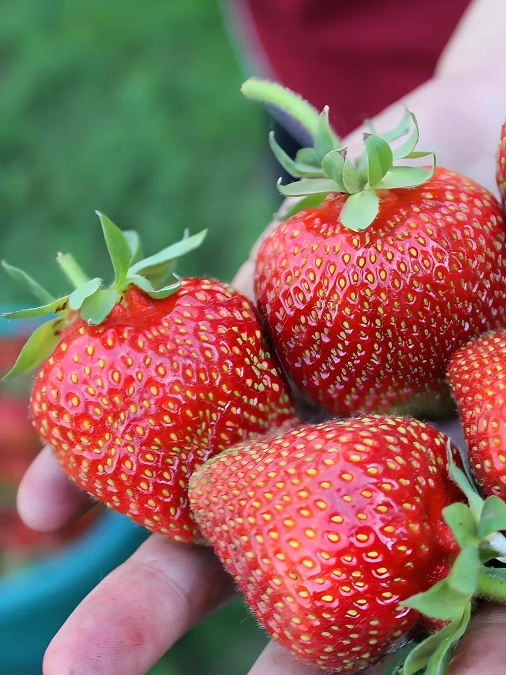 Саженцы садовой земляники (клубники) "СИРИЯ" 4 шт