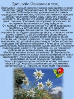 Эдельвейс горный. Цветок любви многолетний.