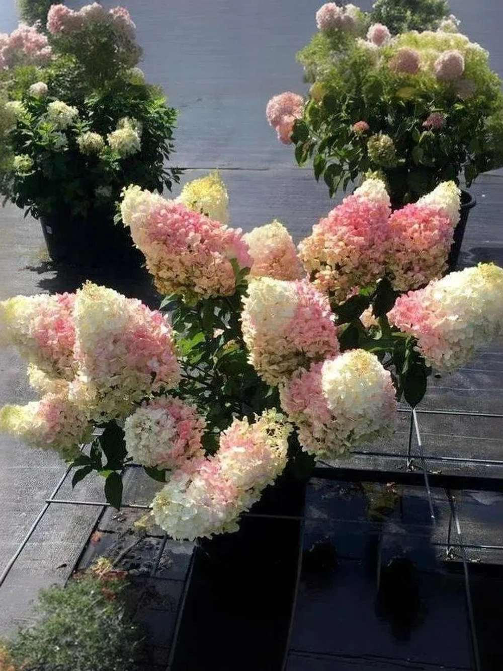 Гортензия метельчатая Литл Блоссом