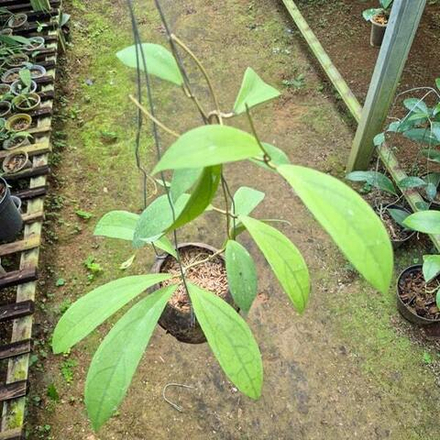 Хойя CLEMENSORIUM X AFF VITELLINA