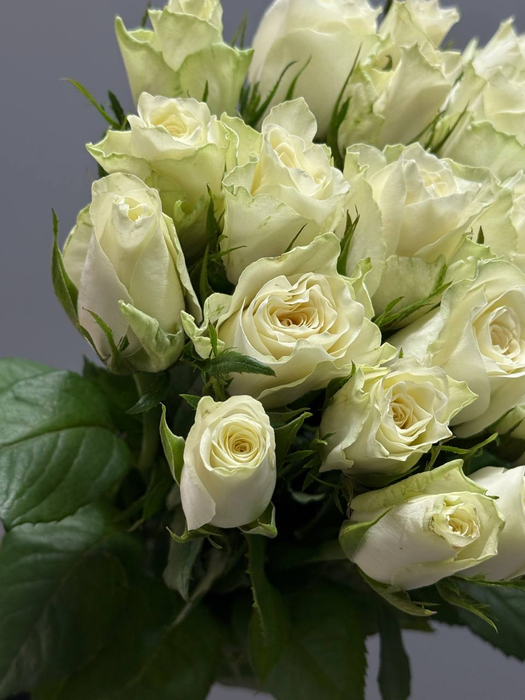 Букет роз "Атена" (25 шт)