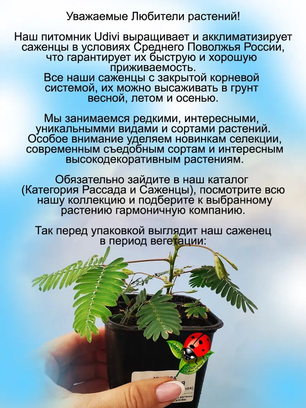 Мимоза стыдливая "Не тронь меня"
