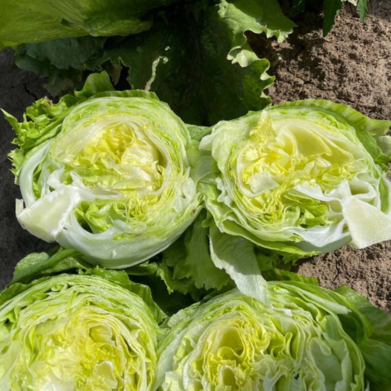 Джасперинас семена салата айсберг (Rijk Zwaan /ALEXAGRO) купить – фото 4