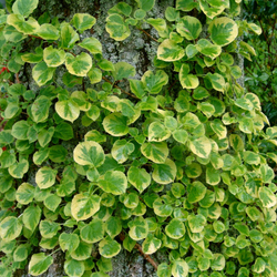 Гортензия вьющаяся Миранда Р9 Закупка М59 апрель 2026