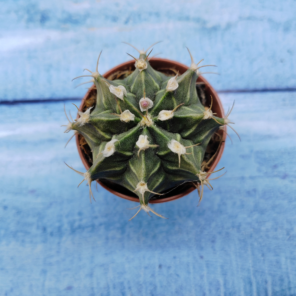 Gymnocalycium Friedrichii (Гимнокалициум)