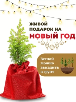 Можжевельник Голдкон саженцы хвойных деревьев Новогодний
