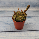 Gymnocalycium Friedrichii (Гимнокалициум)