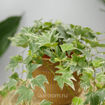 Хедера хеликс Вайт Риппл 13/15