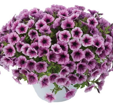 32247 Петуния LITTLETUNIA PINK SPLASH (ВЕСНА 2025)