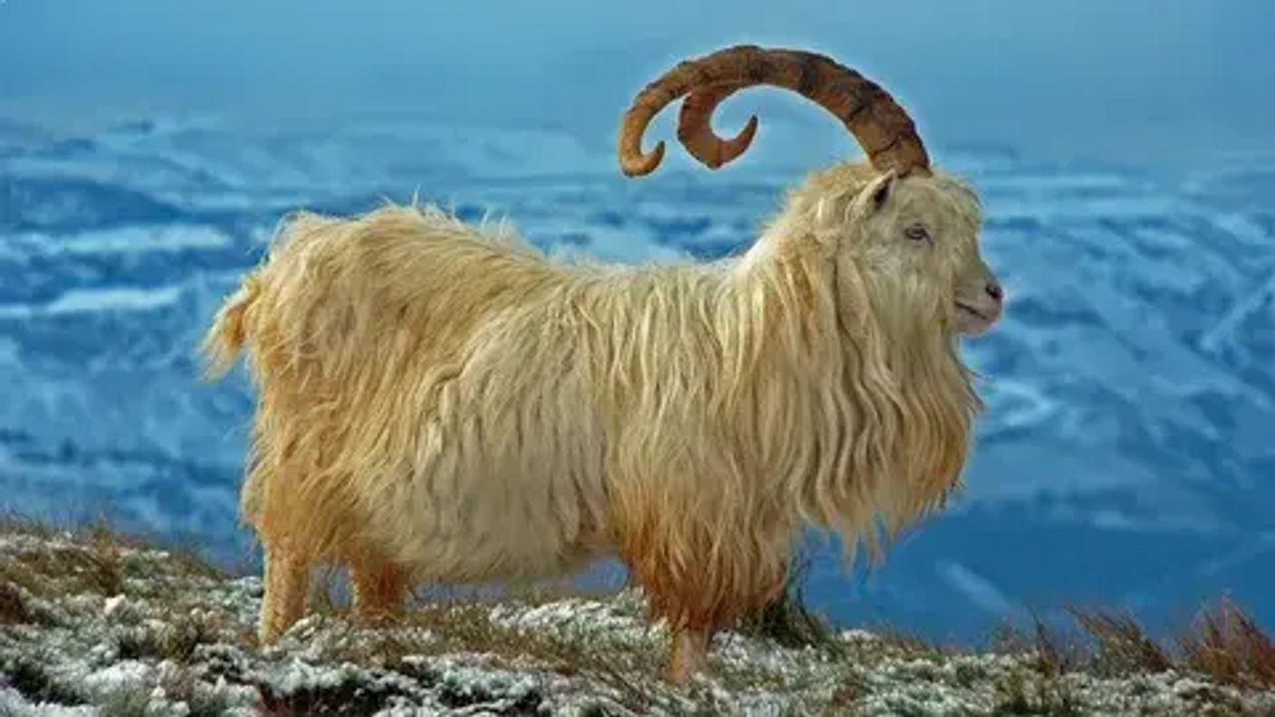 Кашемир
