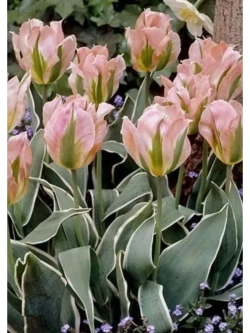 Тюльпаны Чайна Таун Попугайный 4 шт, набор луковиц