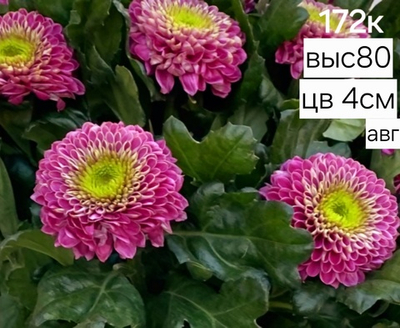 САЖЕНЦЫ ХРИЗАНТЕМЫ КОРЕЙСКАЯ МАЛИНОВО-ЗЕЛЕНАЯ №172