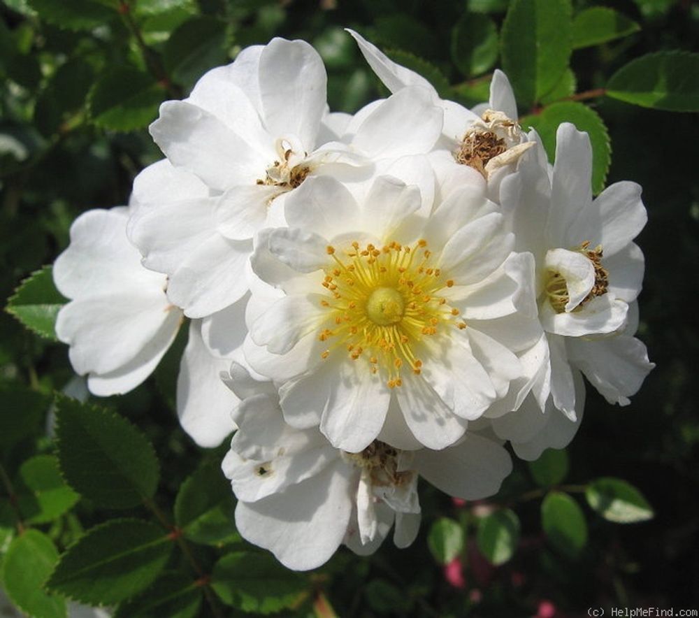 Ниагара Фоллс (Niagara Falls)