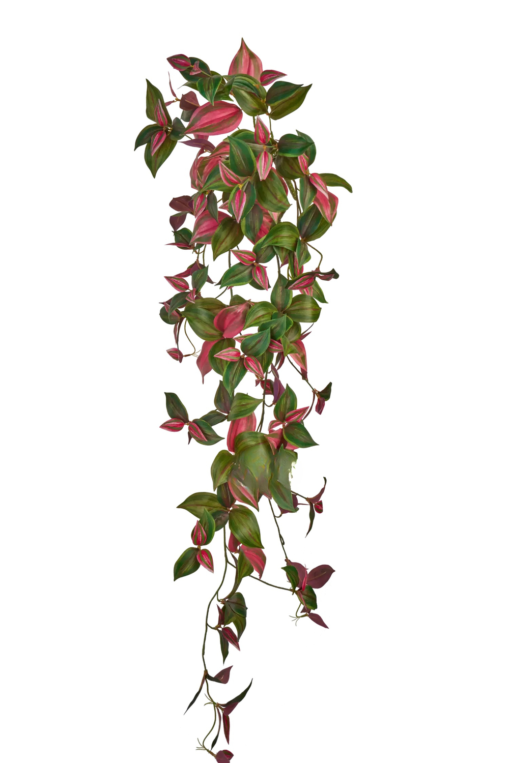 Куст зебрины удлиненный