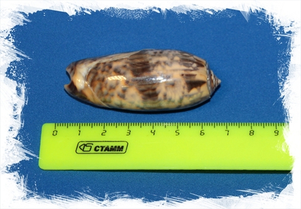 Олива Миниакея, 6-7см, 1шт