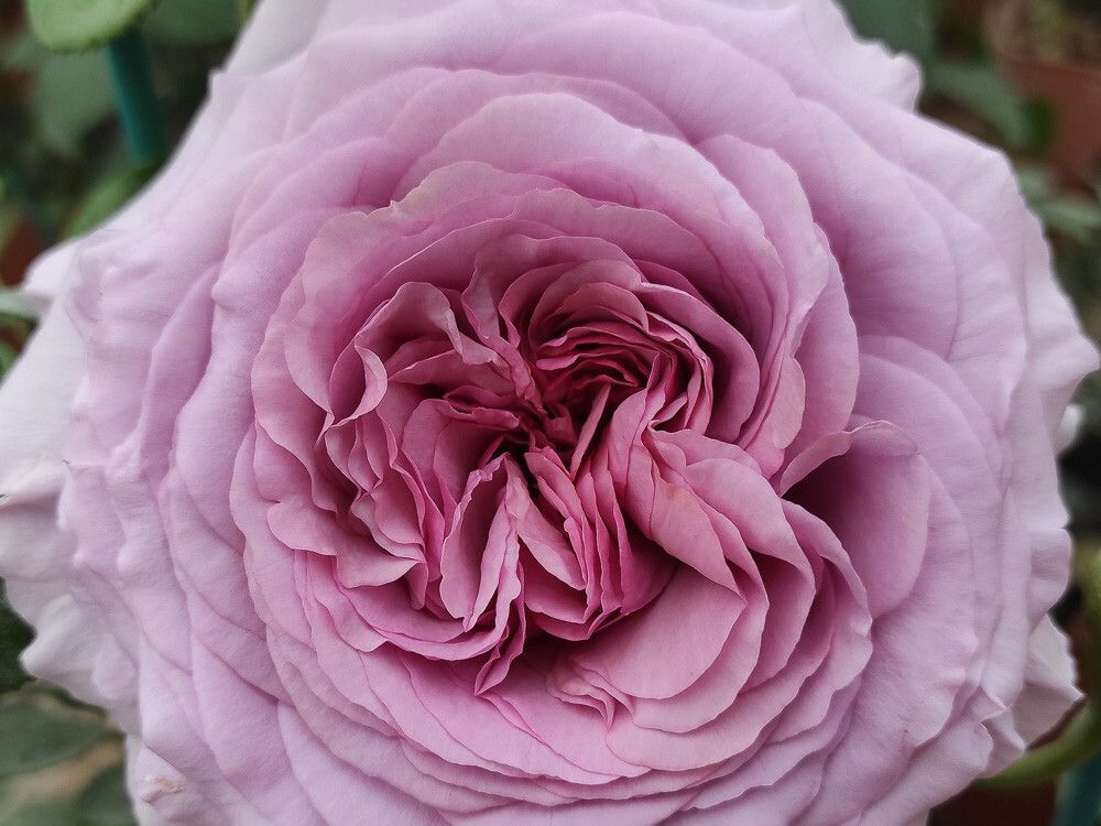 Зе Прайд (The Pride)