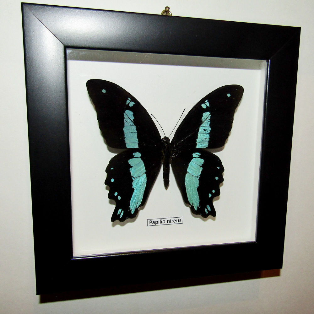 Бабочка Papilio nireus в рамке