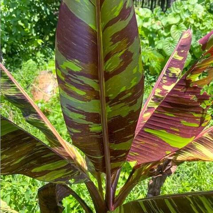 Банан вариегатный DAENG SIAM